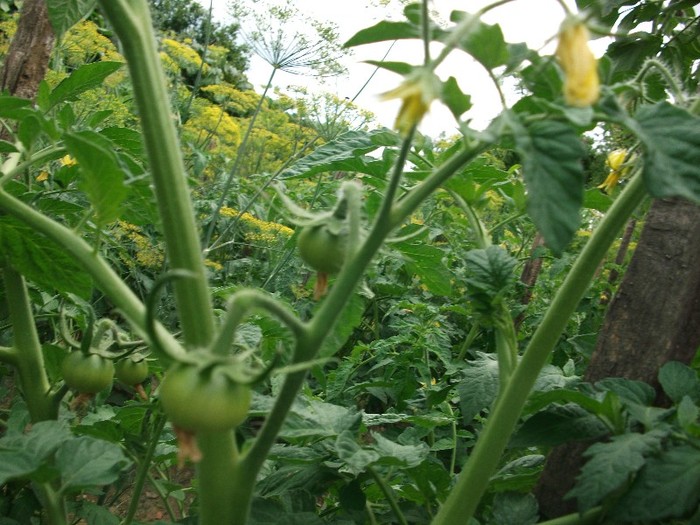 rodul rosiilor - gradina cu legume