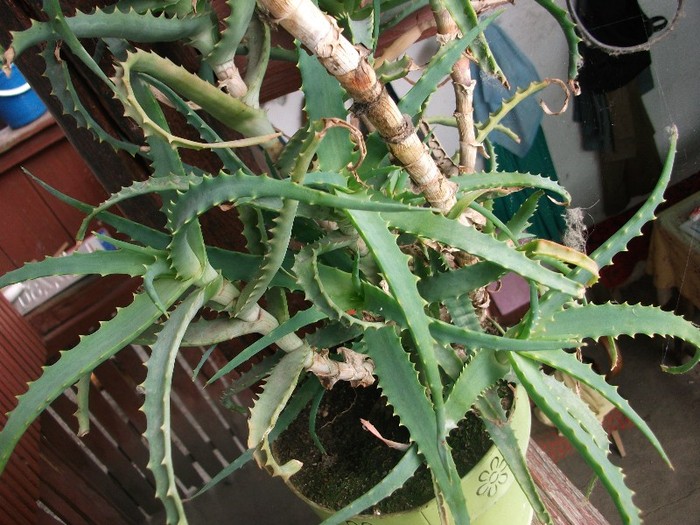 aloe