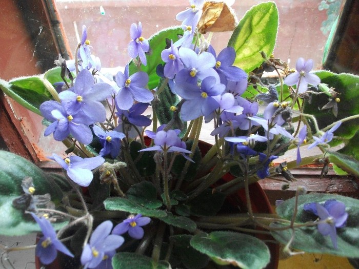 violete - flori la tara