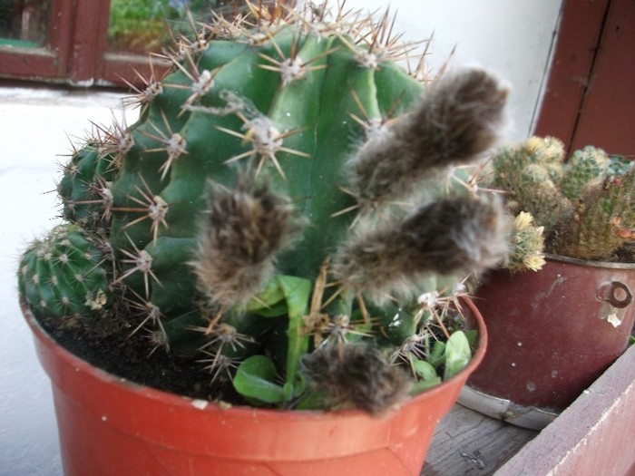 cactusi - flori la tara