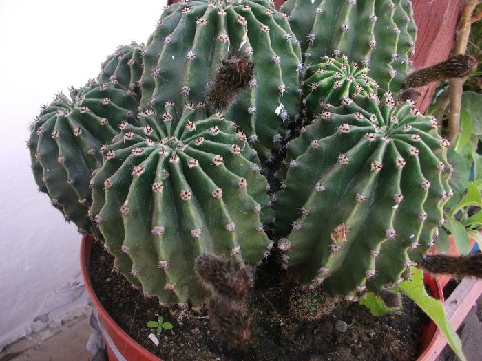 cactusi