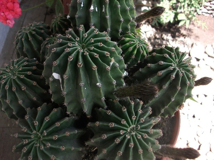 cactusi