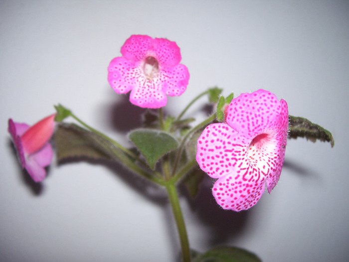 Picture 171 - kohleria 2011