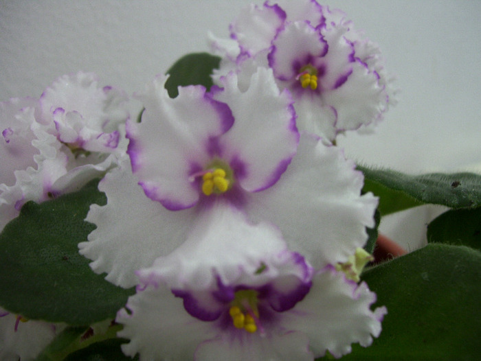 Picture 211 - violete 2011