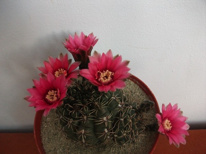 6.07.2011 - cactusi