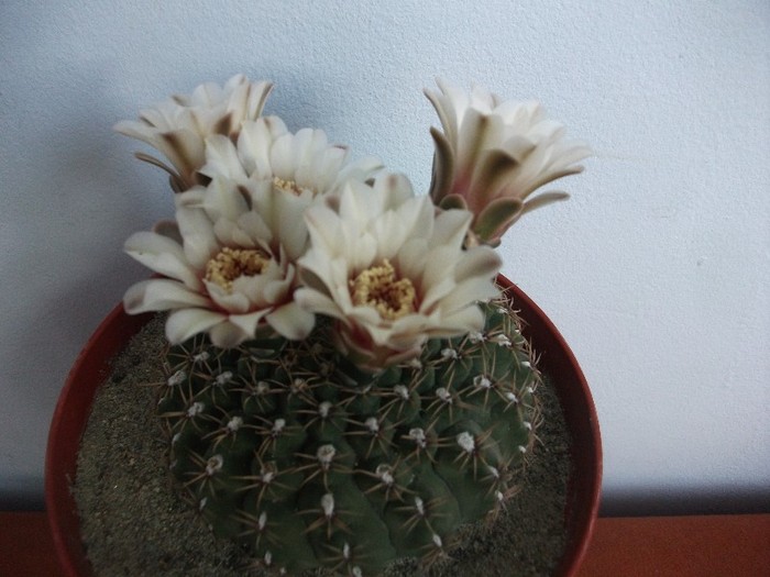 6.07.2011 - cactusi