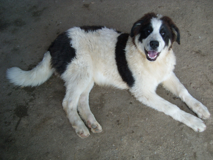 SL274825 - CIOBANESC DE BUCOVINA