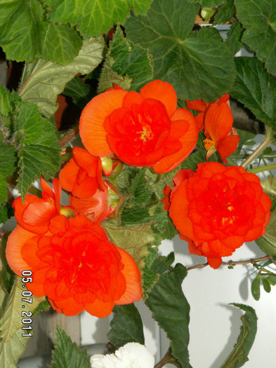 PICT0021 - begonia 2011