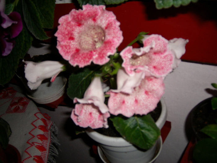  - Flori 2011