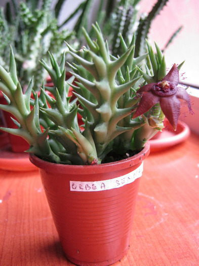 Orbea semota v. orientalis