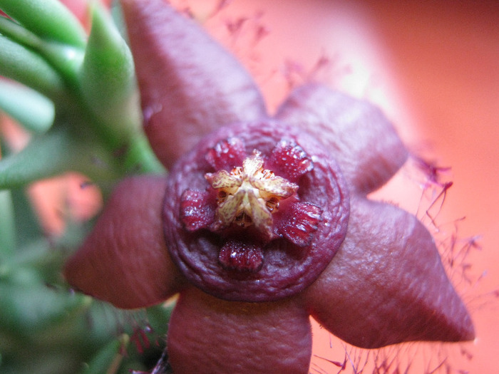 Orbea semota v. orientalis (8)