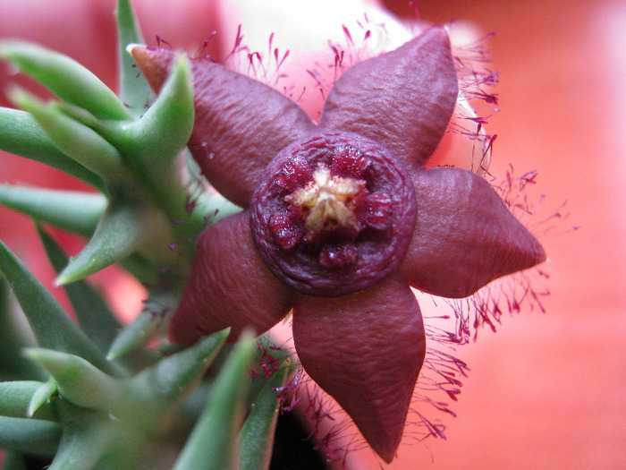 Orbea semota v. orientalis (5)