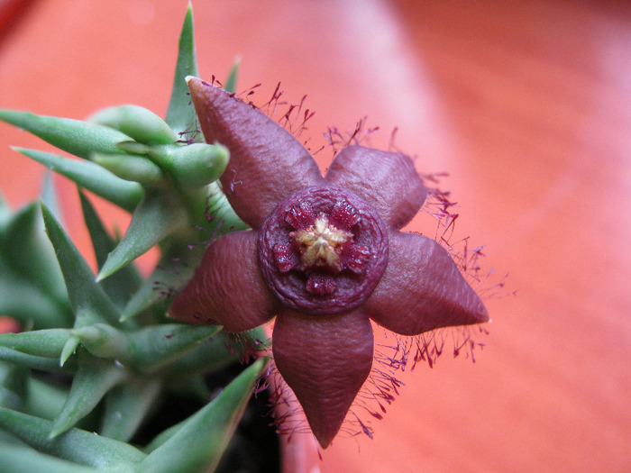 Orbea semota v. orientalis (7)