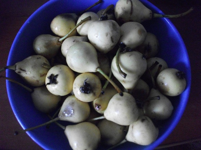 pere- iulie 2011 - DIVERSE
