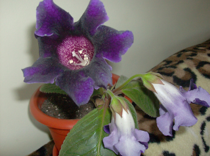 Picture 103 - VIOLACEA