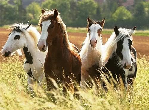 4horses