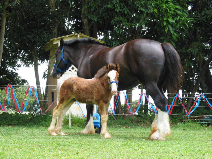 Kauai\'s 1st Clydesdale Kim and Amos