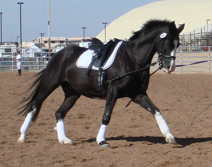 peruvian-horse - Cai frumosi