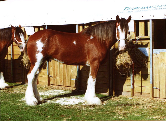 1_5clydesdale2 - Cai frumosi