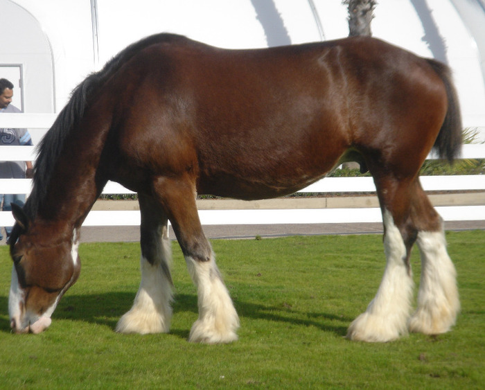 clydesdale - Cai frumosi