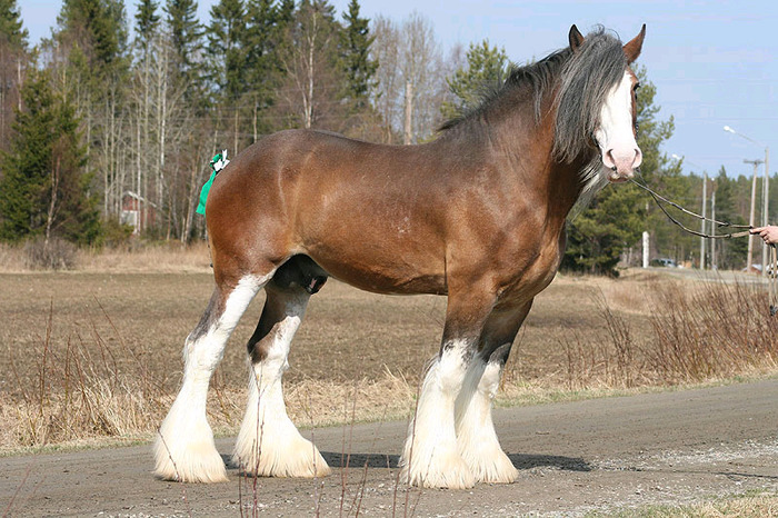 clydesdale1 - Cai frumosi