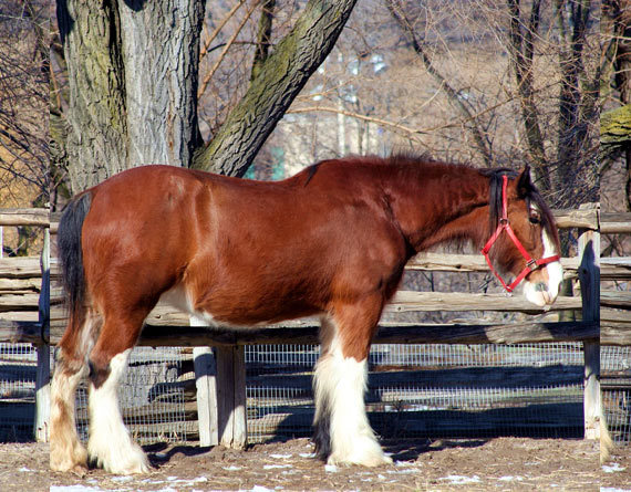 clydesdale-horse