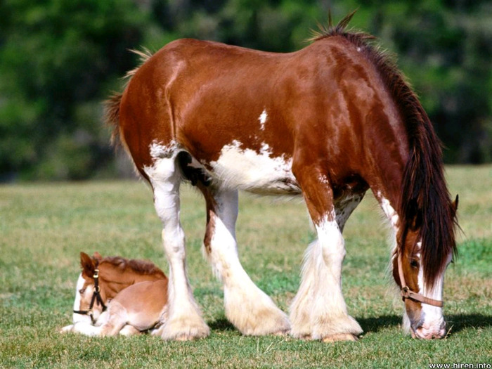 clydesdale-mare-and-foal - Cai frumosi