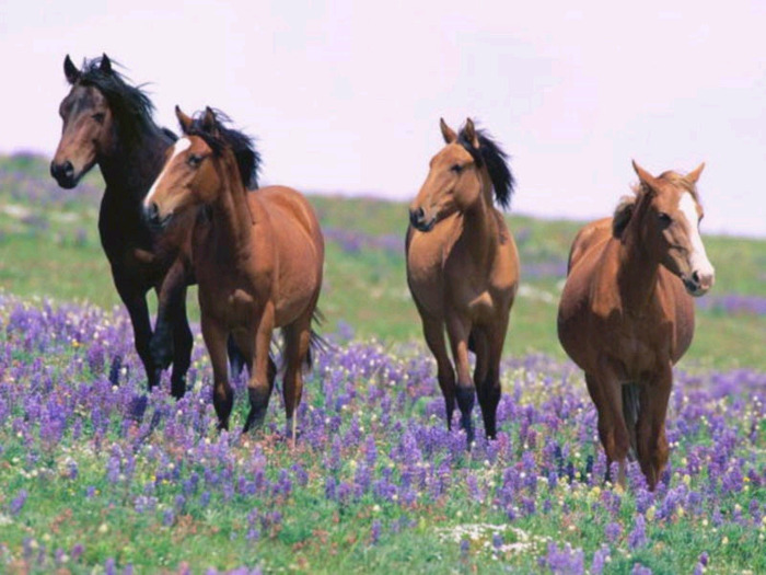 field-horses - Cai frumosi
