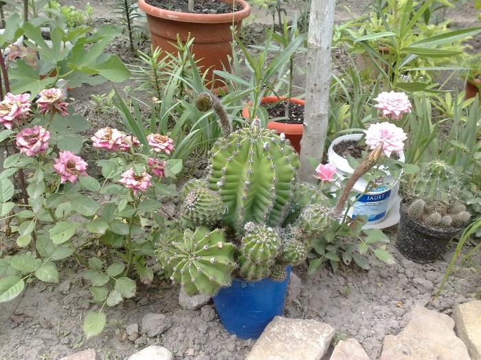 29 - Cactusi si suculente