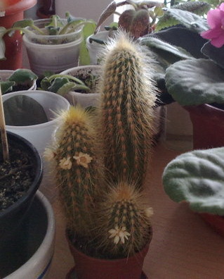 aa - Cactusi si suculente