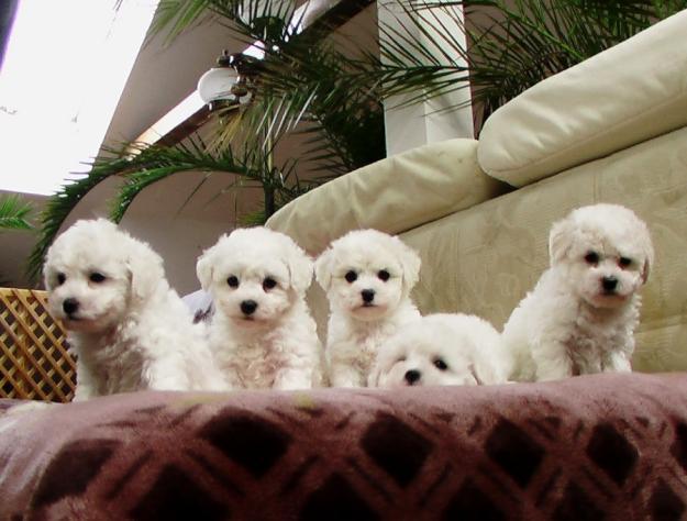 1296855857_54719642_1-Fotografii-de--vand-catei-de-bichon-frise-educati-si-cu-pedigree