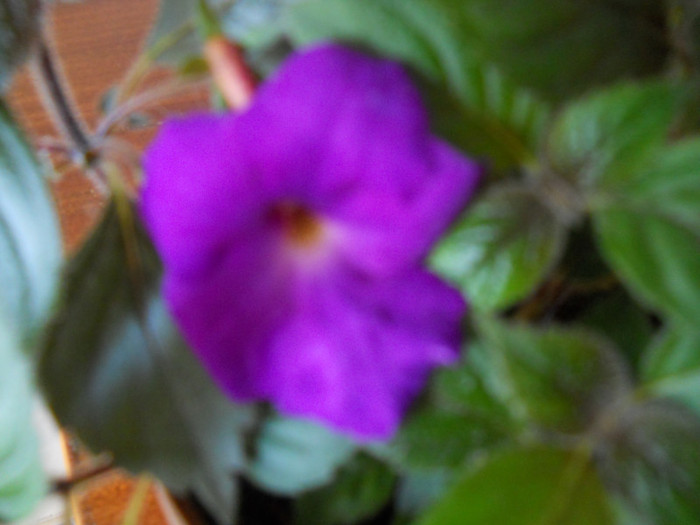achimenes