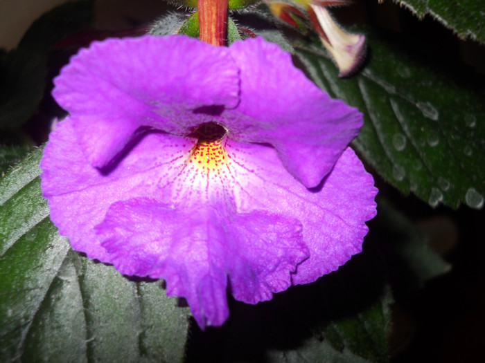 achimenes