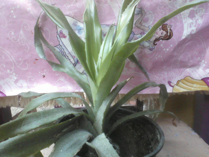 BILLBERGIA