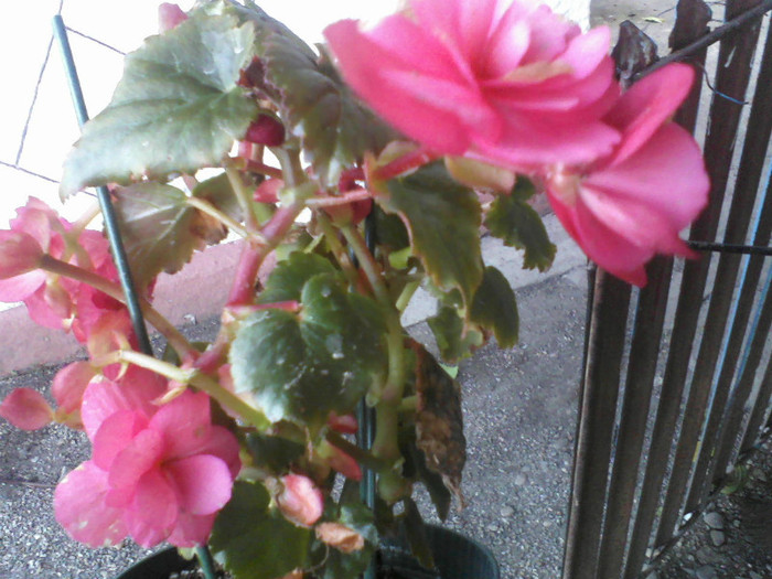 begonie; e cumparata de anul trecut
