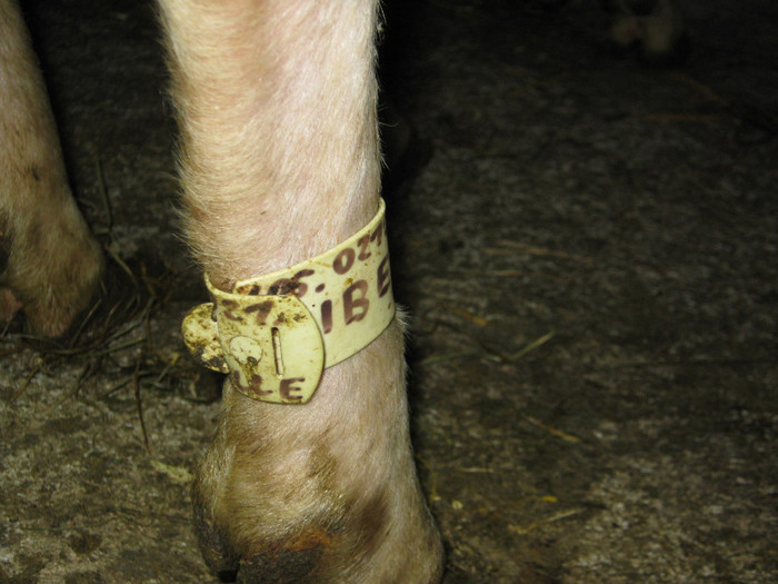 numele si numarul oilor pe picior - Martin Mayer oi de lapte