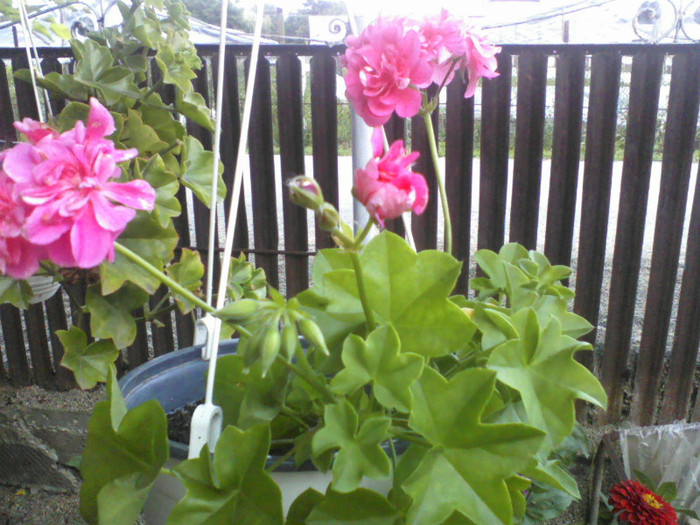 muscata curgatoare - Florile mele