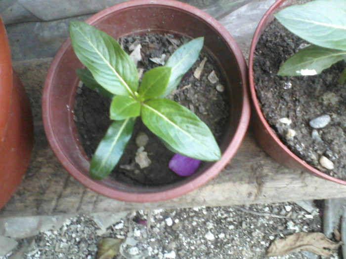 vinca sau  trandafir de madagascar; face floricele rosii asemanatoare celor sporului casei
