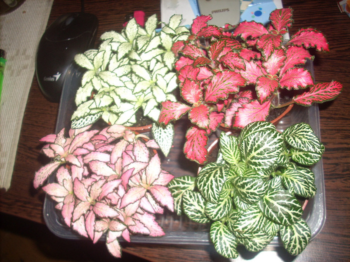 Fittonia