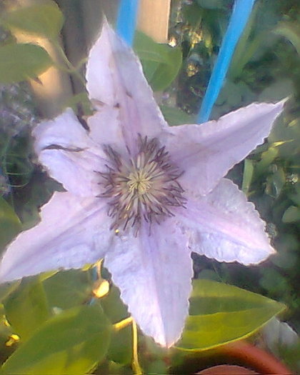 Fotogr.0199 - CLEMATITA