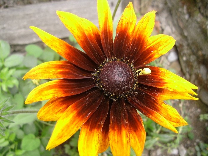 Rudbeckia - Gradina 2011