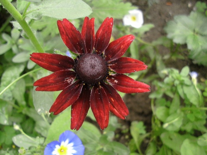 Rudbeckia