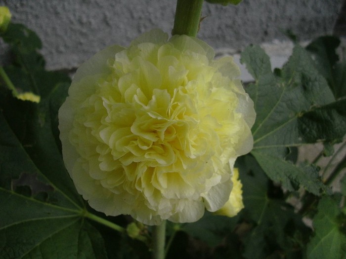 Nalba batuta - Gradina 2011
