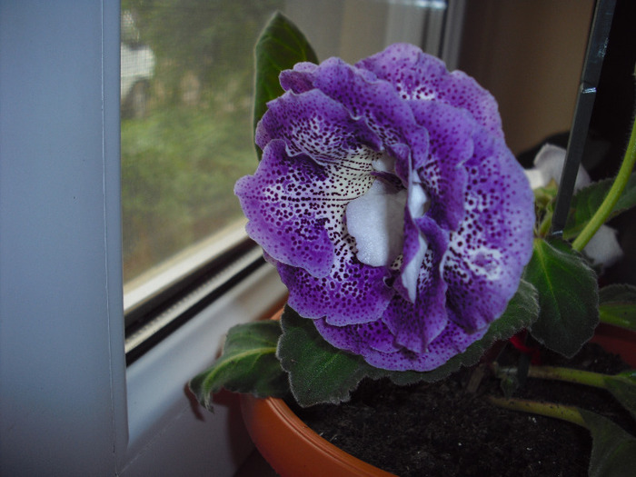 CIMG4440 - gloxinia 2011