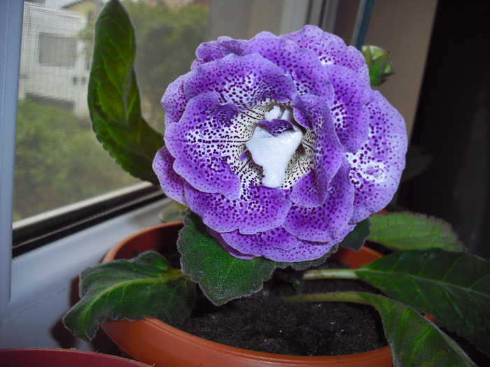 CIMG4441 - gloxinia 2011