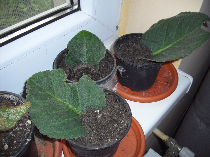 CIMG4445 - gloxinia 2011