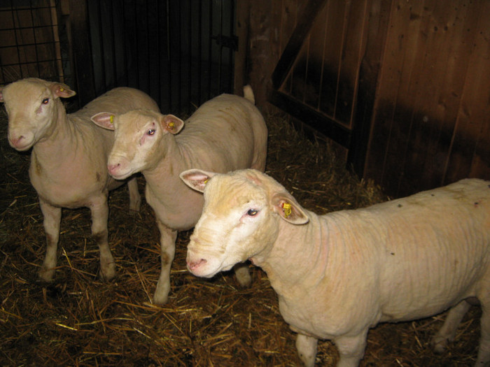 berbeci ille de frence 5-6 luni - 7-anunt important