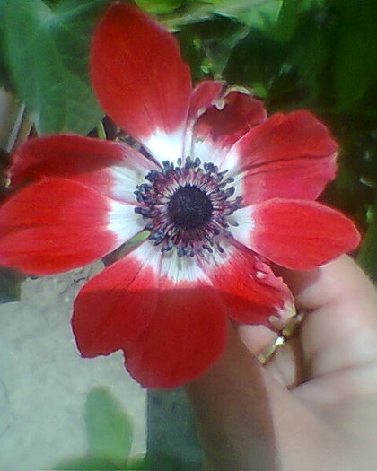 Fotogr.0041 - ANEMONE