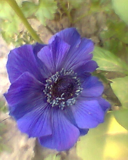 Fotogr.0266 - ANEMONE