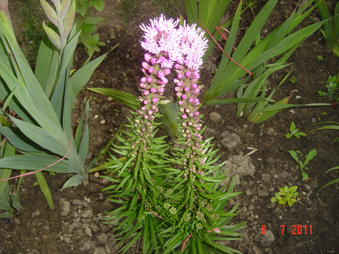 Picture 1988 - 2011-2012 FLORI IN GRADINA